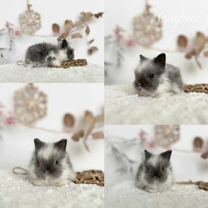 Mini lopki i Karzełki Teddy gotowe do odbioru Czystej rasy