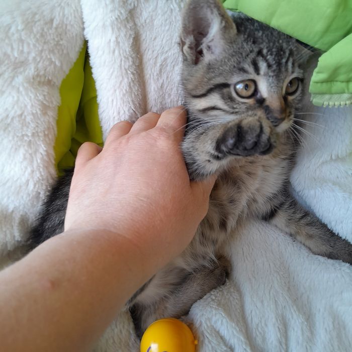 Котята в добрые руки.