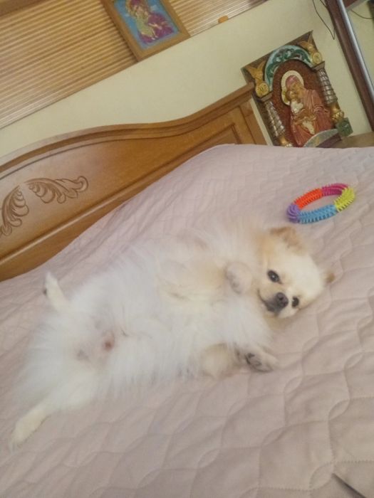 В'язка.Померанський шпіц хлопчик