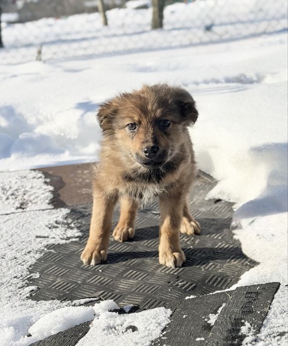Цуценя метис кавказькоі вівчарки. Стерилізація за наш разунок