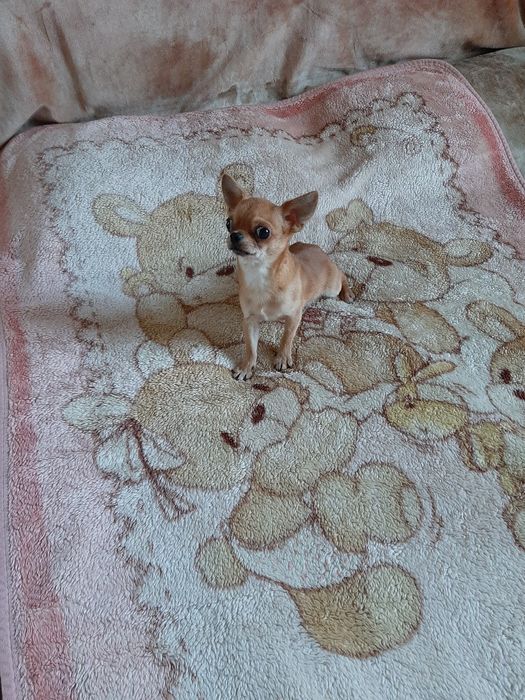 Мальчишка мини чихуахуа на вязку