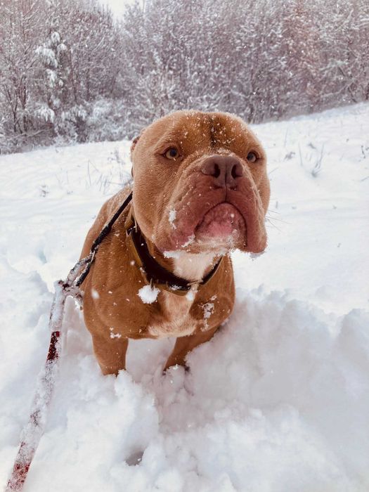 American Bully Pixel do adopcji