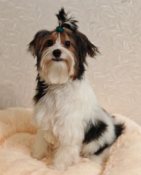 Хлопчик Бівер йорк Стів