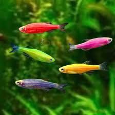 Акваріумна риба. Даніо гло, 4 грн.-опт.