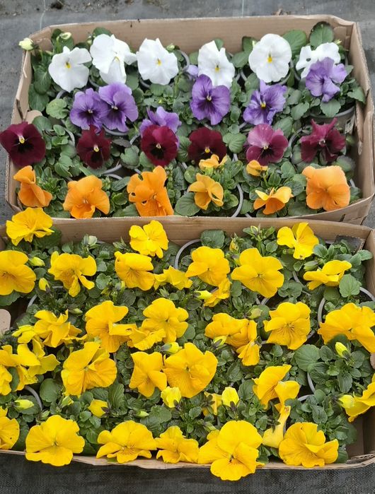 Bratki i inne rośliny rabatowe