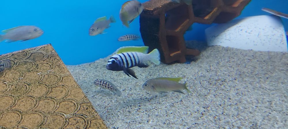 Pyszczaki Cynotilapia Zebroides Jalo Reef  Malawi Tanganika