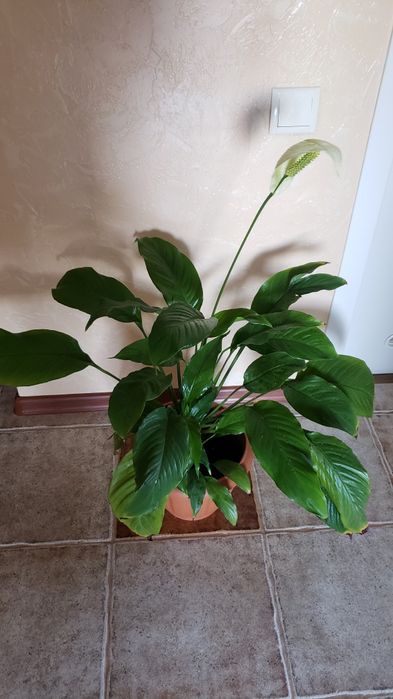 Спаціфілум. (жіноче щастя)