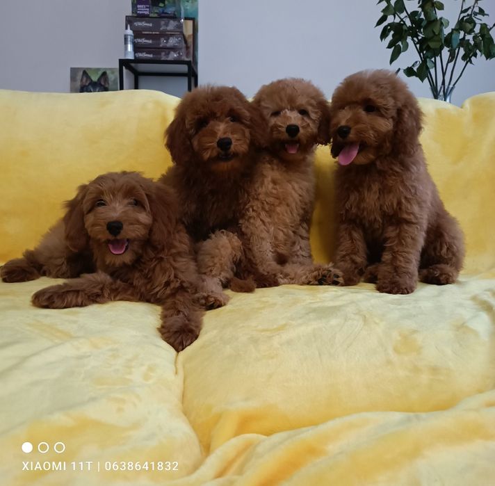 Голдендудль (лабрадудль) міні. Ми в Києві