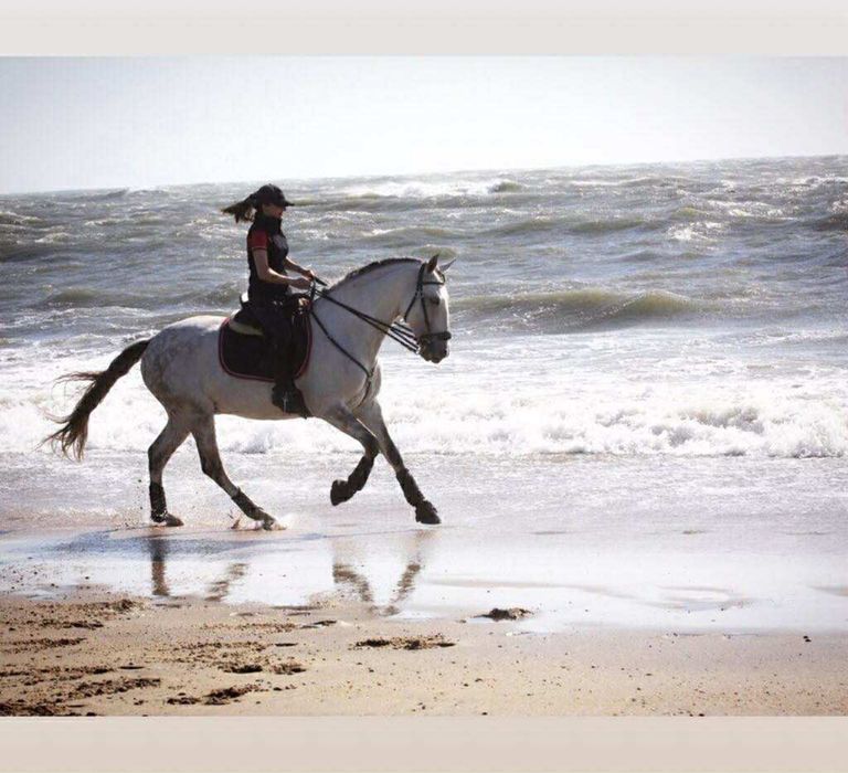 Cavalo lusitano puro - castrado