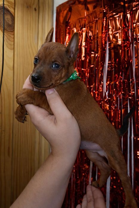 Щенки Цвергпинчер