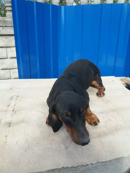 Вихований,підрощений хлопчик такса