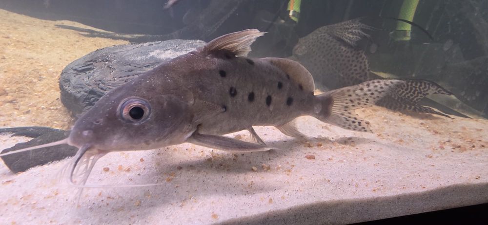 Synodontis Leopardo 25cm