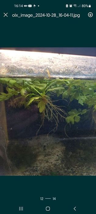 plantas aquáticas foxtail e flutuantes ornamentais