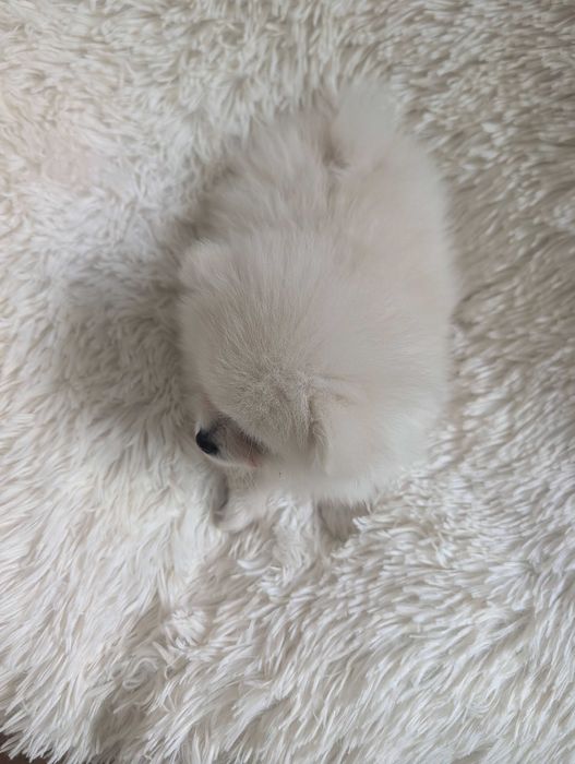 Szpic miniaturowy, pomeranian
