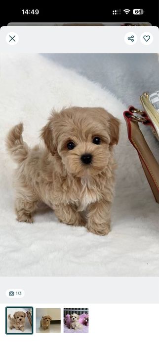 +Топові мальтіпу , міні мальтипу f1. Maltipoo‼️