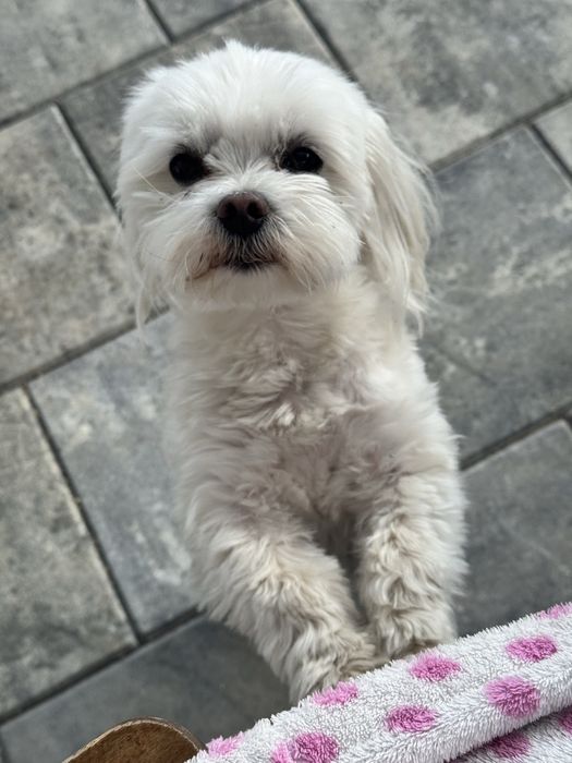 Opieka nad psem/kotem. Domowy hotel dla zwierząt. Petsitter psi hotel.