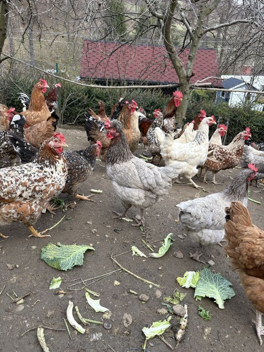 Jaja lęgowe , kury ozdobne , czubatki , zagrodówki