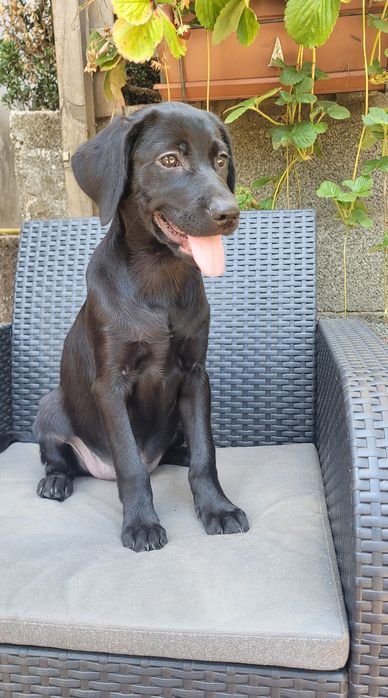 Labrador preta femea