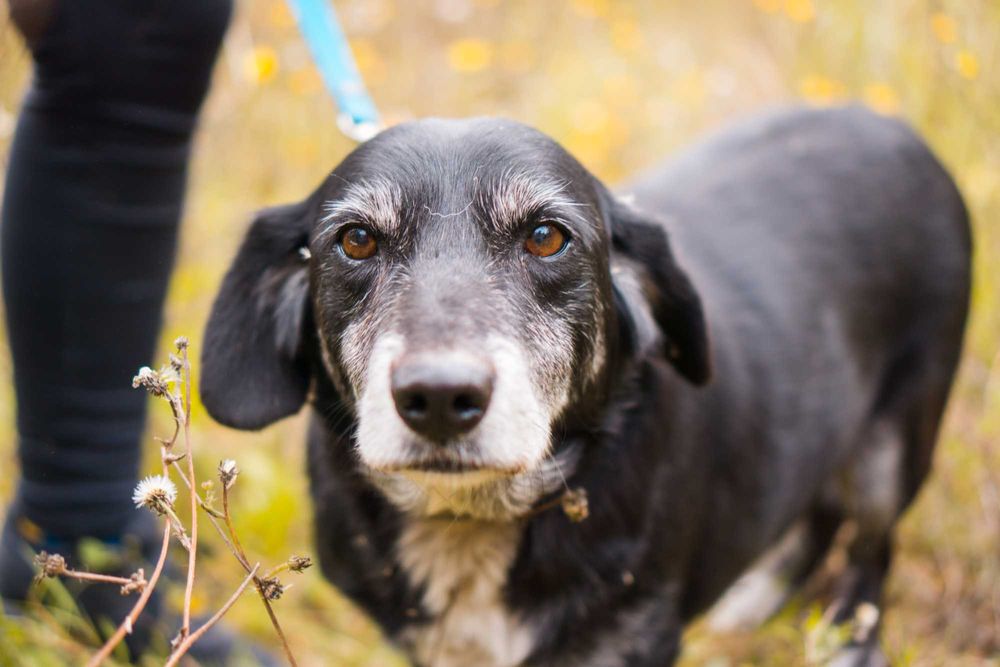 12 letni Rożek do adopcji!