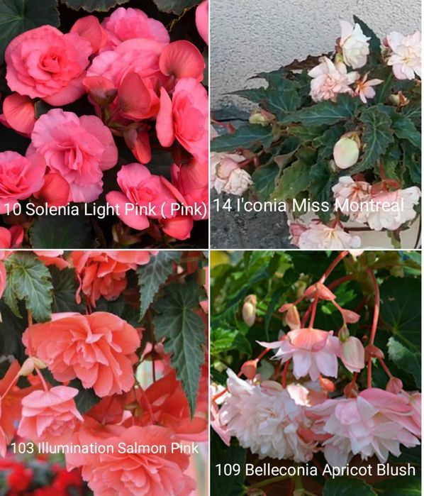 Ампельнная бегония