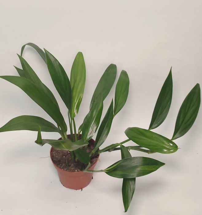 Епіпремнум Амплісімум Сільвер (Amplissimum siver) альба вайт варієгатн