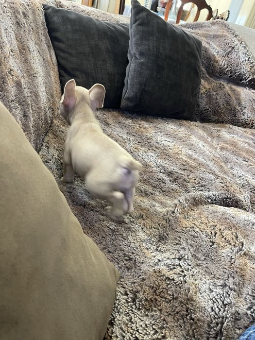 Bulldogue frances