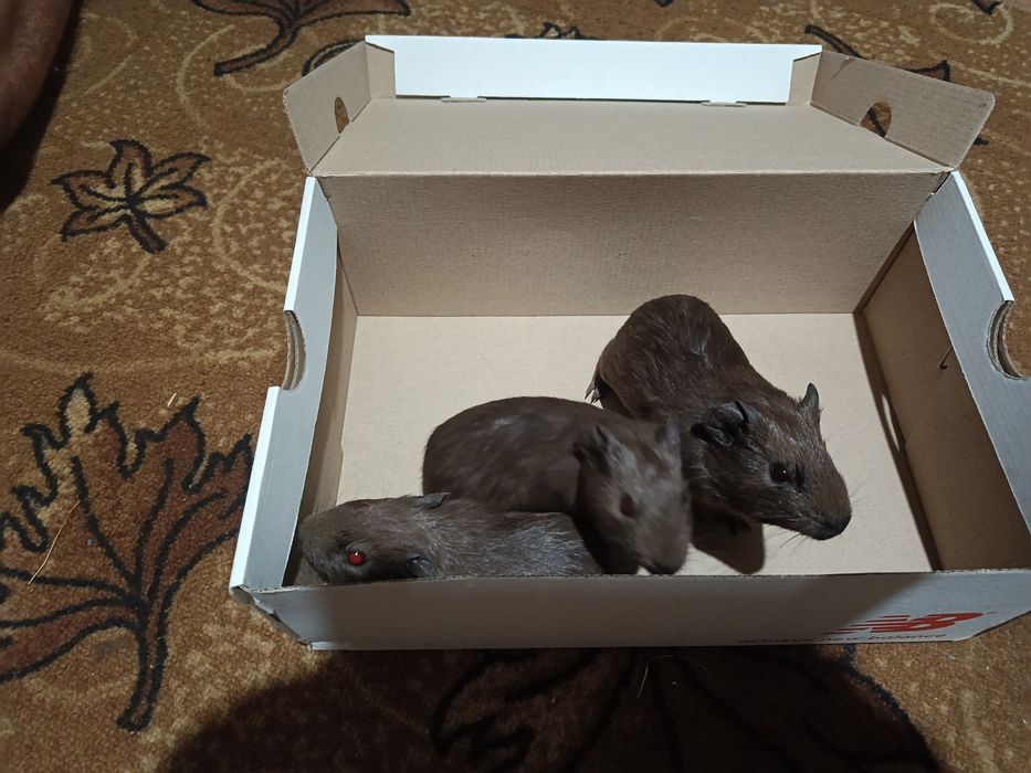 Продам, морських свинок )))