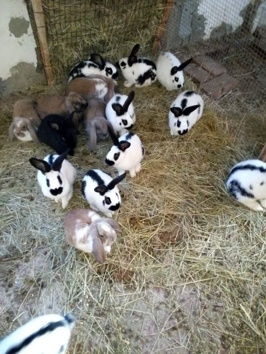 Продам Кроликов.