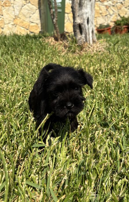 Schnauzer miniatura
