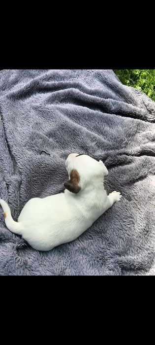 Jack russell terrier suczka nr.1 Stary Sącz