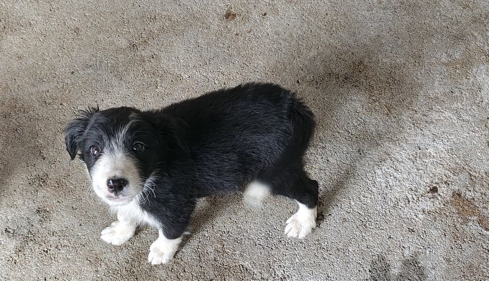 Border collie fêmea pura