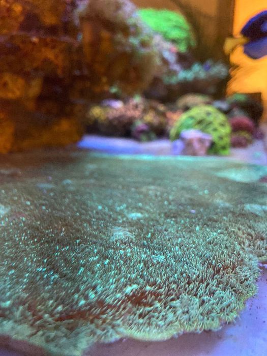 Vários corais. Euphilia, zoanthus, pavona, Seriatopora, e outros.