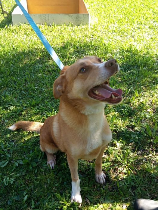 Caozinho para adopção