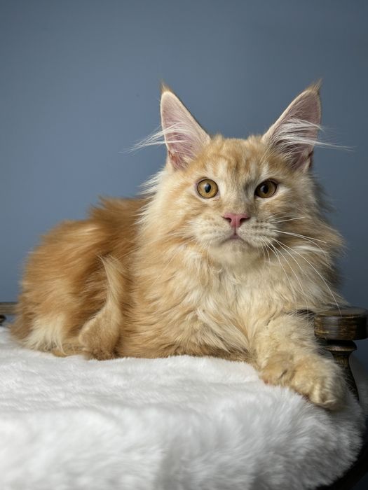 Рыжий мальчишка крупный 4  месяца мейн кун