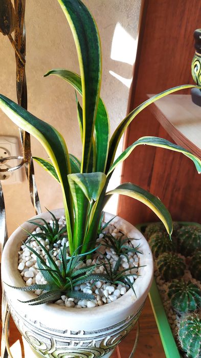 Вазонок сенсевєрія, тещин язик. Без горщика, сама рослина.