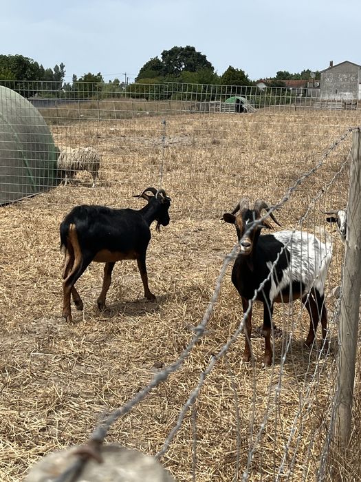 11 cabras e um chibo