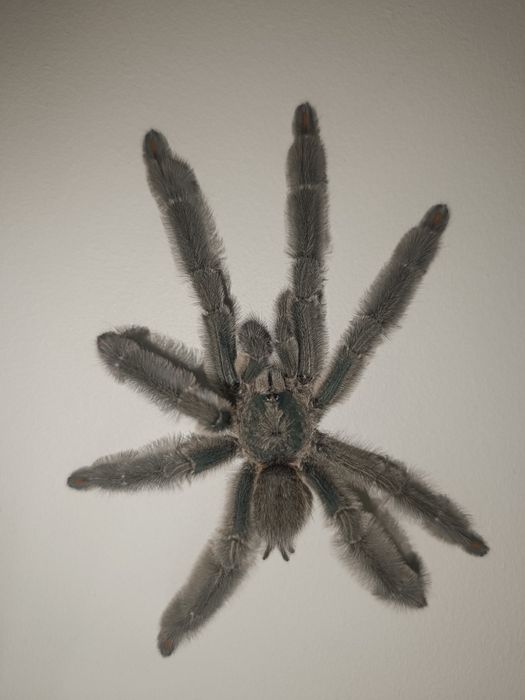 Ptasznik/ptaszniki samiec/samce Adult