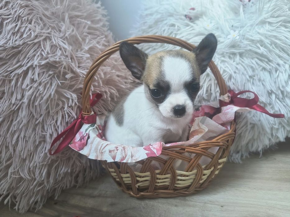 Chiuhuahua suczki