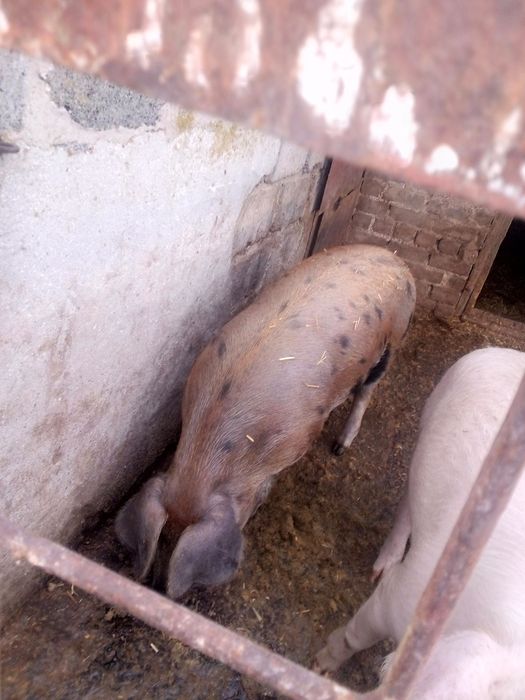 Продам свині живою вагою