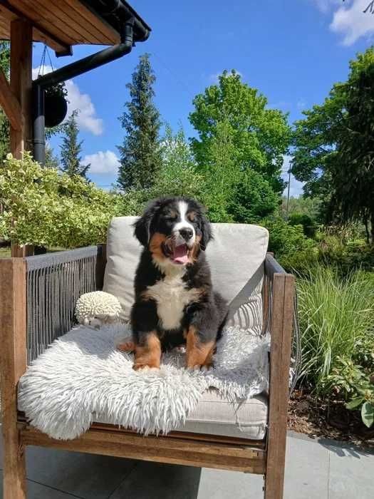 Bouvier Bernois disponível