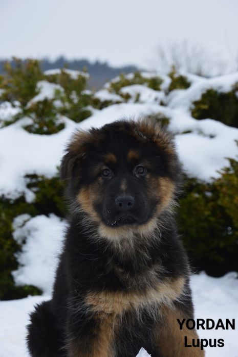 Owczarek niemiecki długowłosy - YORDAN