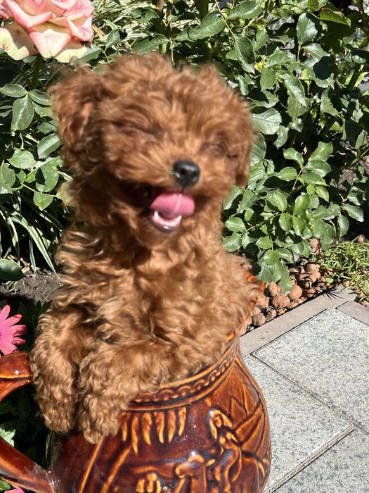 Супер міні дівчинка той пудель