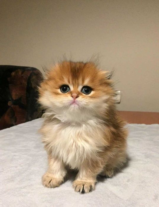 Kotka szkocka, złota szynszyla