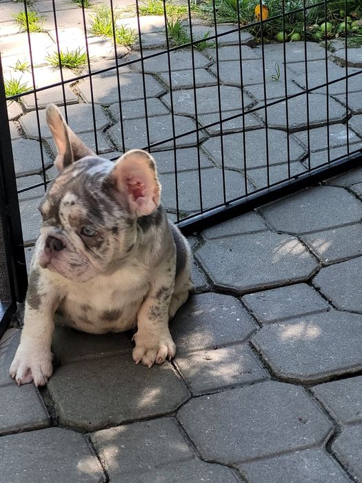 Buldog francuski w kolorze liliowo-merle.