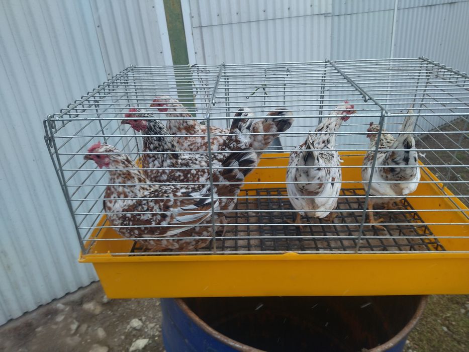 Sprzedam jajka liliputek