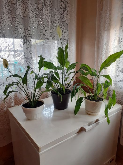 Кімнатні квіти Спатифіллум