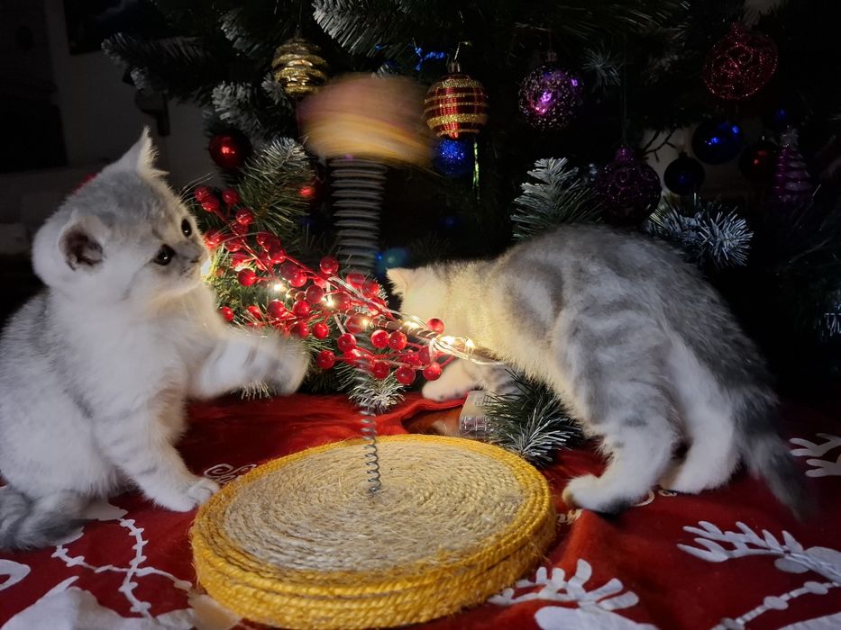 Шотландські кошенятка