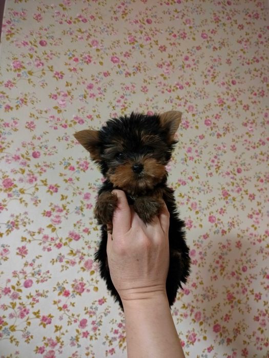 Цуценята йорка мікро, міні ,мілкий стандарт