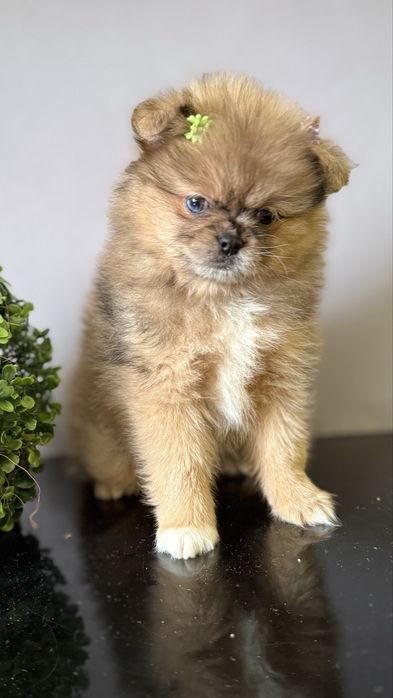 Дівчинка з блакитним оком )