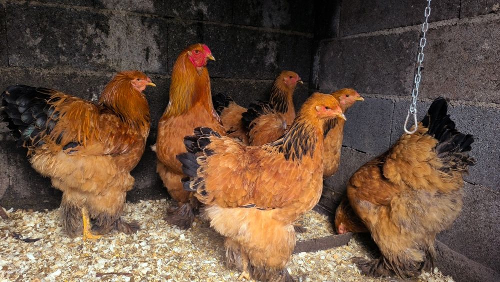 Vende-se Brahmas com 11 meses:Buff, Azul, Splash, Preta.